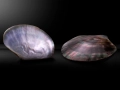 Content_Push_KnowHow_1080x810_MotherofPearl.webp